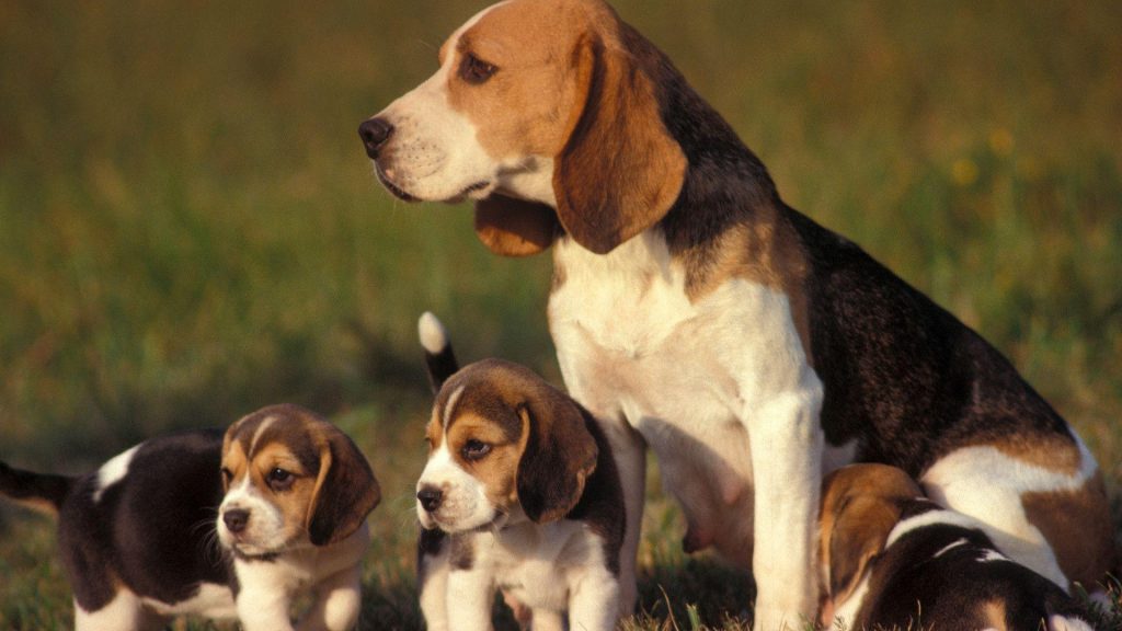 10 Anjing Yang Meraih Peringkat Tertinggi Menurut American Kennel Club