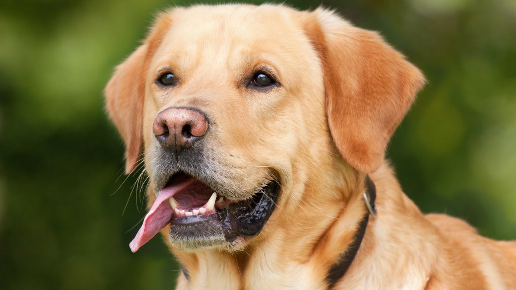 10 Anjing Yang Meraih Peringkat Tertinggi Menurut American Kennel Club