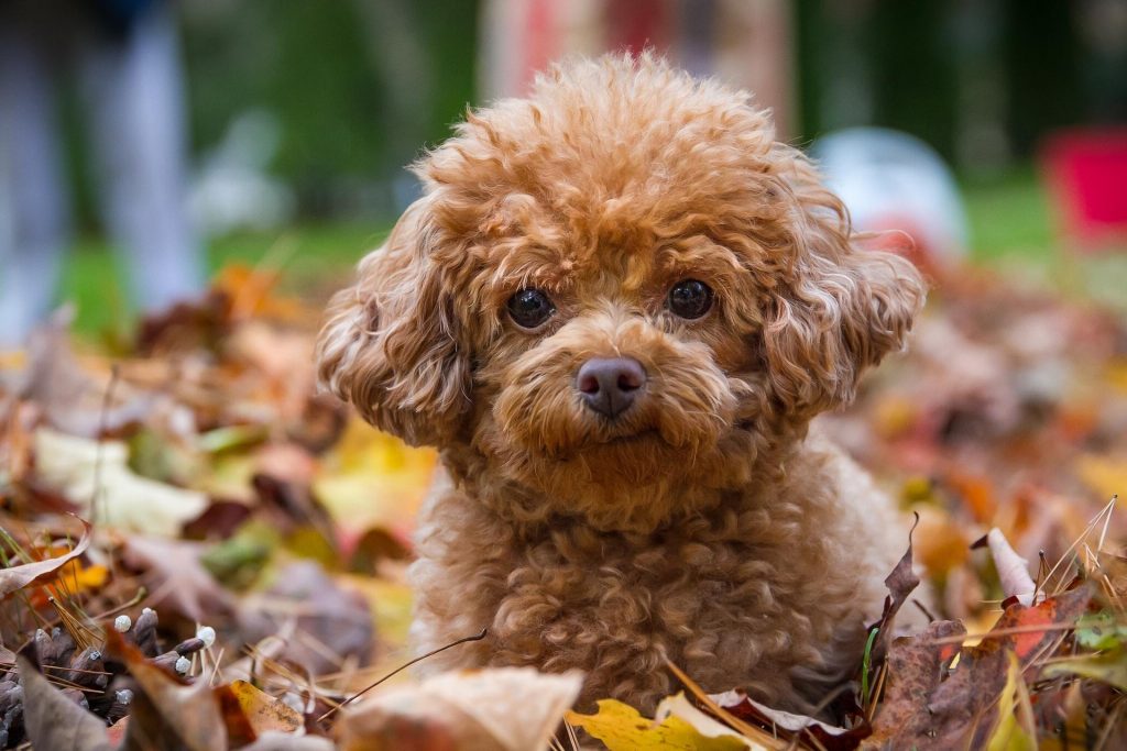 10 Anjing Yang Meraih Peringkat Tertinggi Menurut American Kennel Club