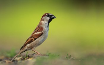 10 Burung Di Dunia Yang Memiliki Suara Sangat Merdu