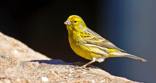 10 Burung Di Dunia Yang Memiliki Suara Sangat Merdu