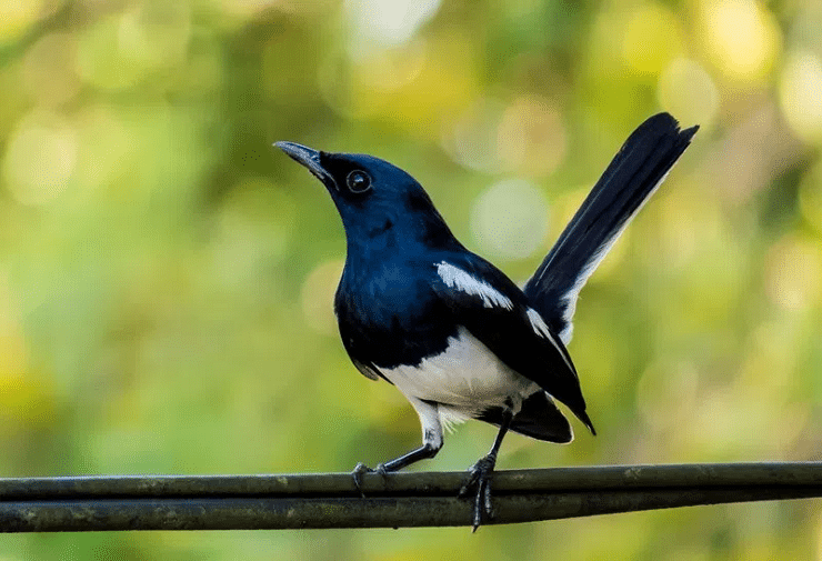 10 Burung Di Dunia Yang Memiliki Suara Sangat Merdu