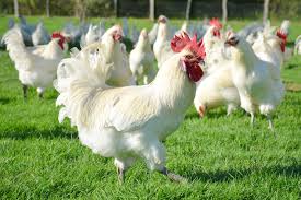 Aneka Ragam Ayam Hias Dengan Harga Selangit