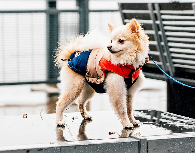 5 Cara Buat Anjing Terlihat Cantik Saat Musim Dingin