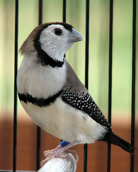 Burung Hantu Finch (Bicheno Finch): Profil Spesies Burung