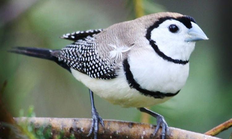Burung Hantu Finch (Bicheno Finch): Profil Spesies Burung