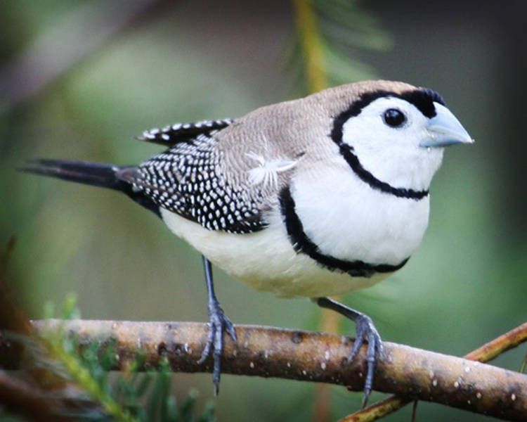 Burung Hantu Finch (Bicheno Finch): Profil Spesies Burung