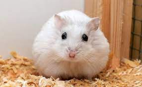 Hamster Rusia Hewan Peliharaan yang Menarik