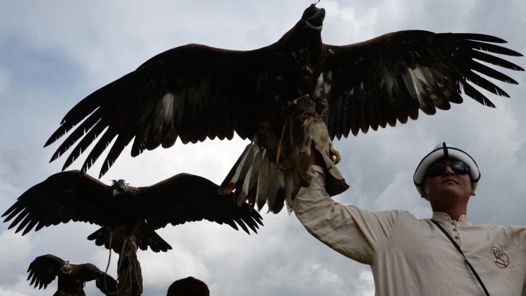 Keunikan Burung Elang sebagai Hewan Peliharaan