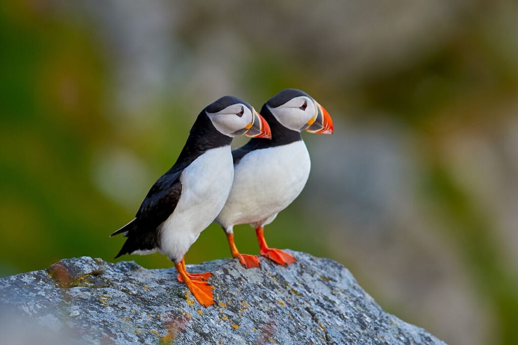 Keunikan Burung Puffin sebagai Hewan Peliharaan