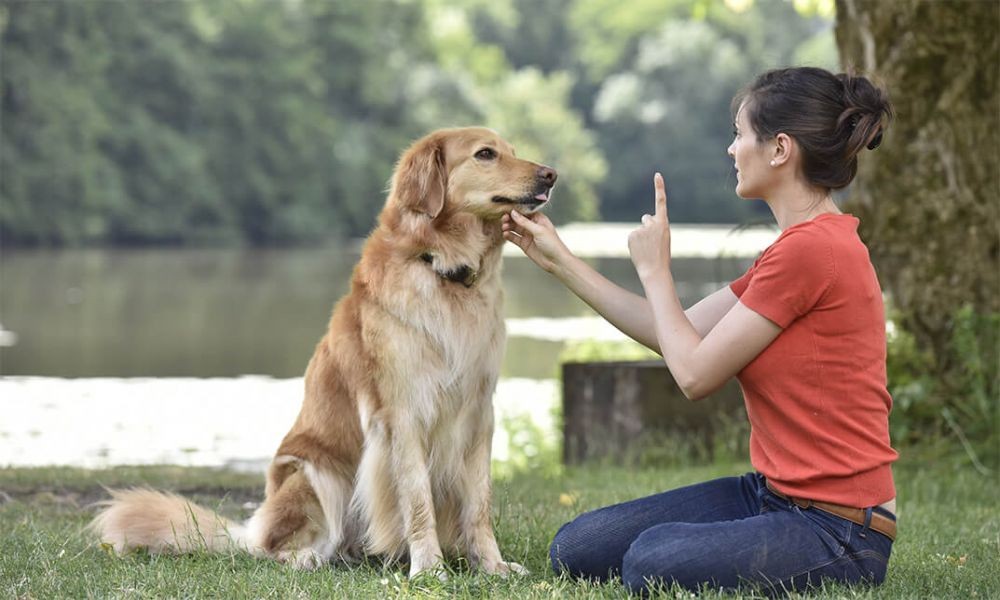 Melatih Anjing Anda untuk Menjadi Anjing Penolong