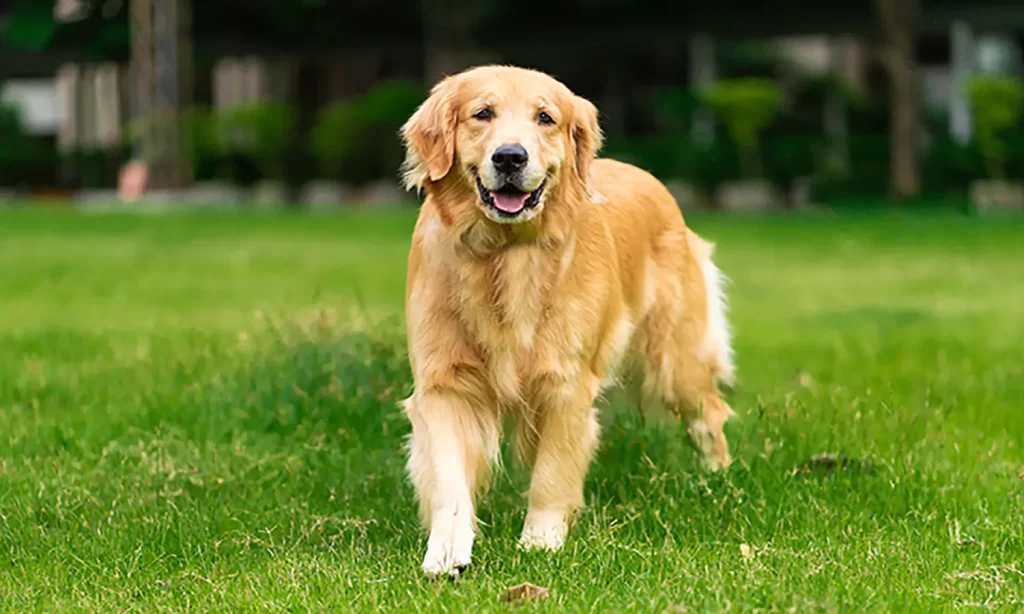 Mengapa Golden Retriever Pilihan Peliharaan yang Fantastis