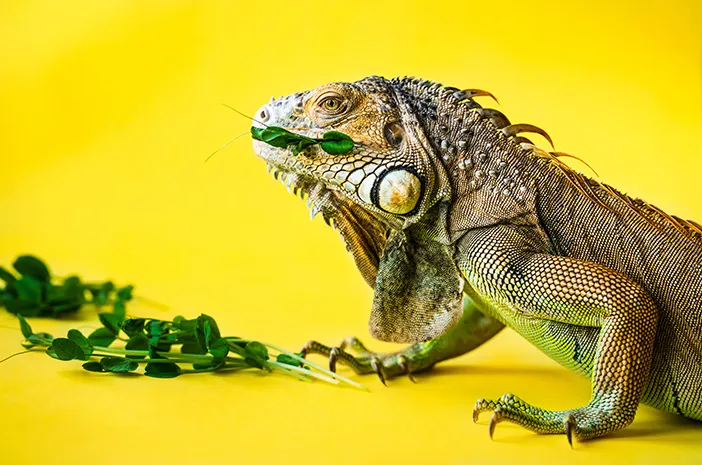 Tips Memilih Makanan Terbaik untuk Iguana Anda